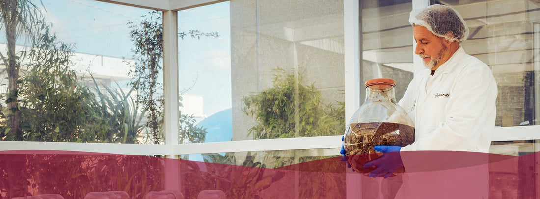 Spagirinių ekstraktų istorija