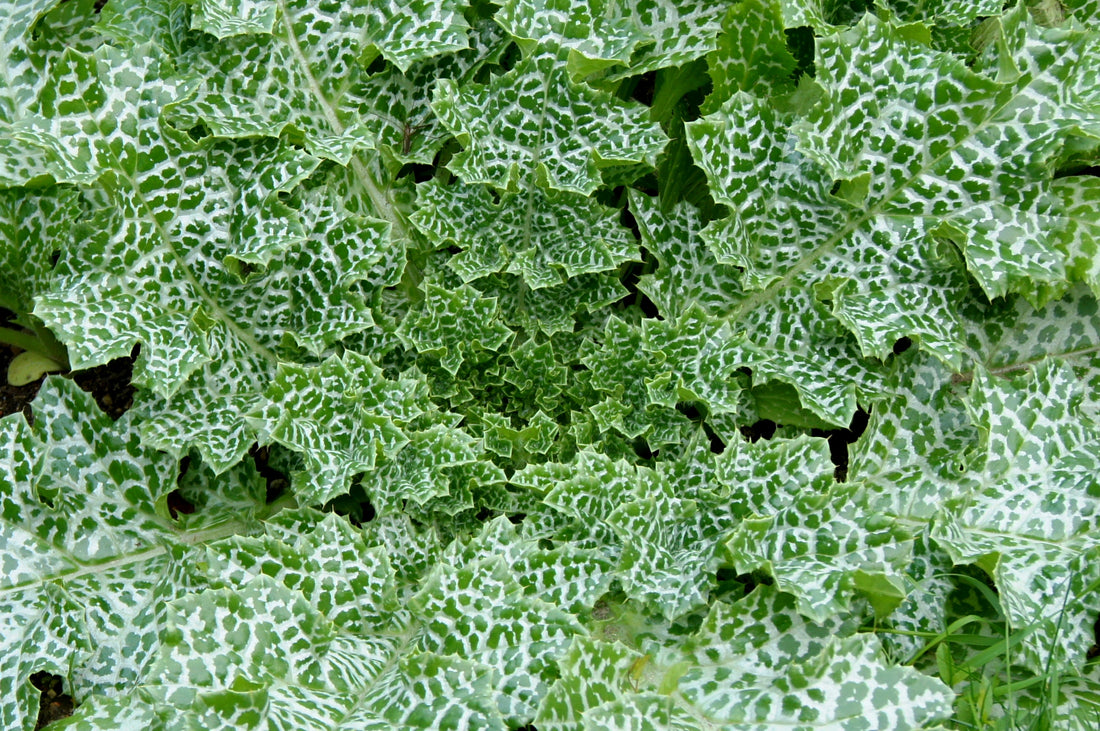 Dėmėtojo margainio (Silybum marianum) žiedas
