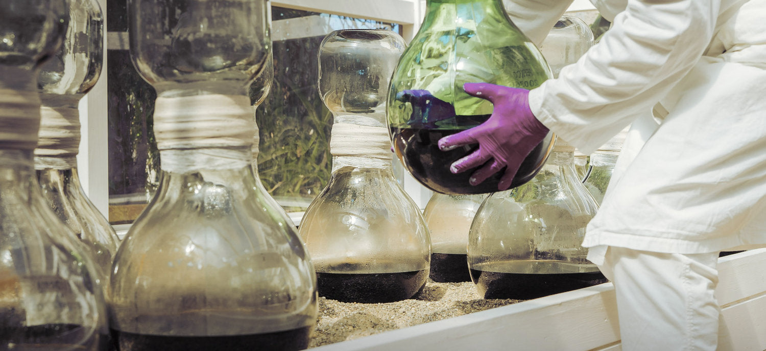 Spagirinių ekstraktų gamybos etapai: nuo augalo iki fitomaterijos